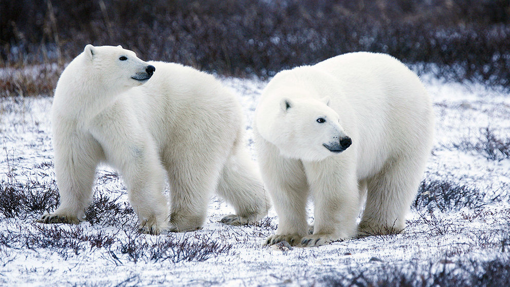 Los osos polares son de los animales que más están acusando el cambio climático